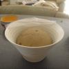 Finished dough at 2 hours' bulk fermentation