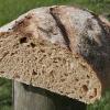 starter-1-bread.jpg